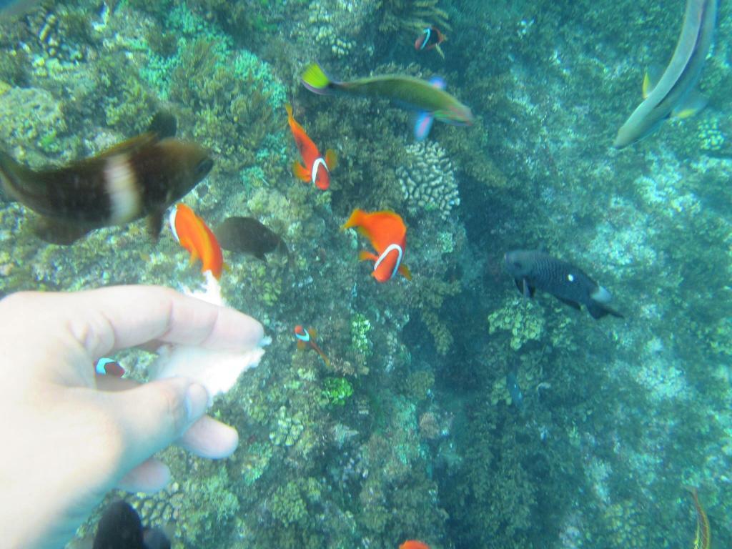 海灘戀情 Beach Love 近沙灘-國旅卡特約商店 Cape Eluanbi Ngoại thất bức ảnh